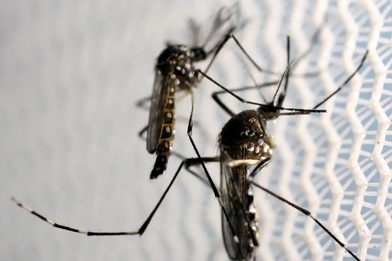 Saiba o que é mito e o que é verdade sobre a dengue