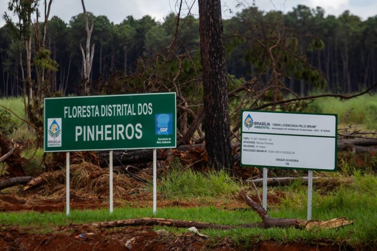 Pinheiros da década de 1980 são derrubados em floresta no Paranoá