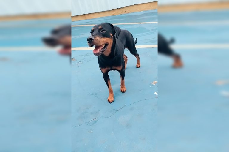 Vídeo: homem com tornozeleira eletrônica bate em rottweiler na rua