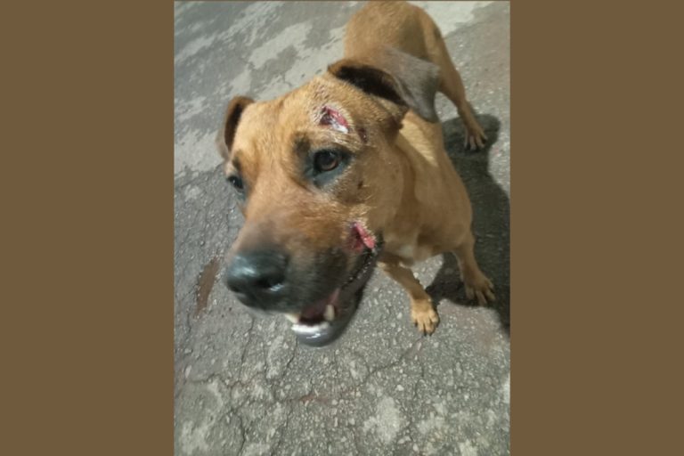 Agredidos a pauladas, cães são resgatados e aguardam por novo lar