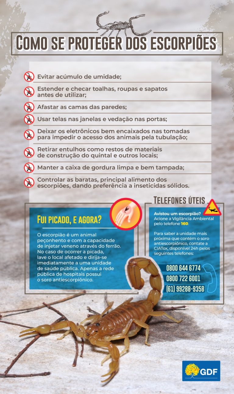 Saiba o que fazer em caso de acidente com escorpiões e como evitá-los