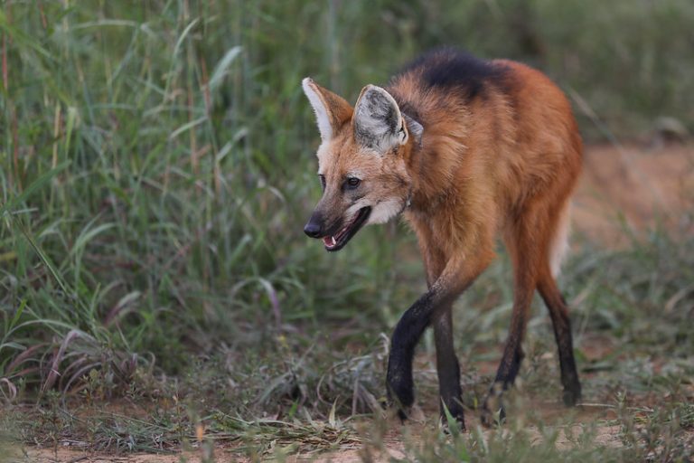 Mais de 1,5 mil animais silvestres já foram resgatados em estradas do DF em 2024