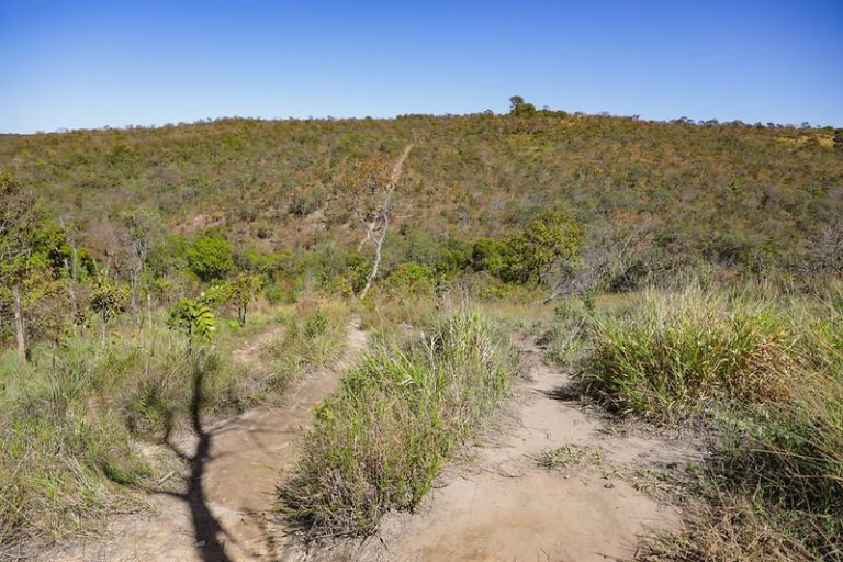 Fórum Integrado promove conscientização sobre a proteção do Cerrado
