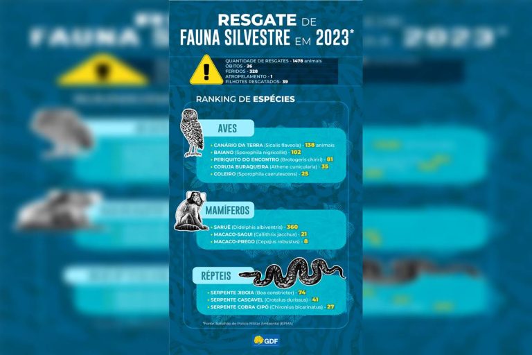DF teve mais de 1,5 mil resgates de animais silvestres em 2024