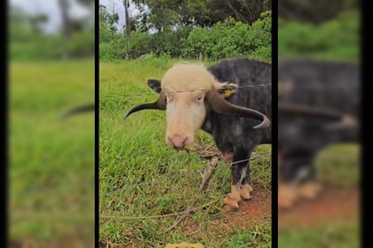 Búfalo amarrado pelo focinho foi resgatado em “fábrica de filhotes”