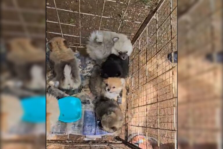 Vídeo mostra o resgate de 125 animais em “fábrica de filhotes”