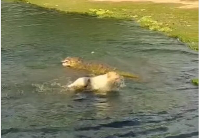 Vídeo: caramelo luta com jacaré e foge após ataque brutal em lago