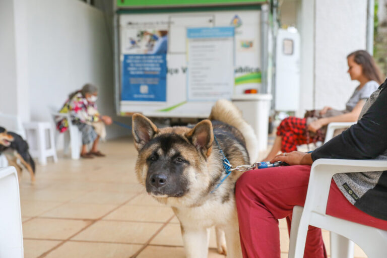 GDF abre 880 para castração de animais. Agendamentos começam nesta 4ª