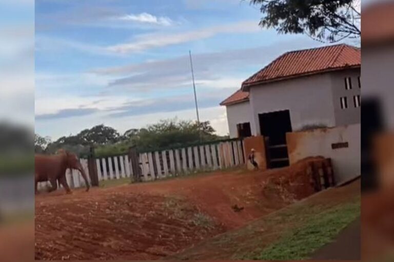 Invasor entra no recinto de elefantes no Zoológico de Brasília. Vídeo