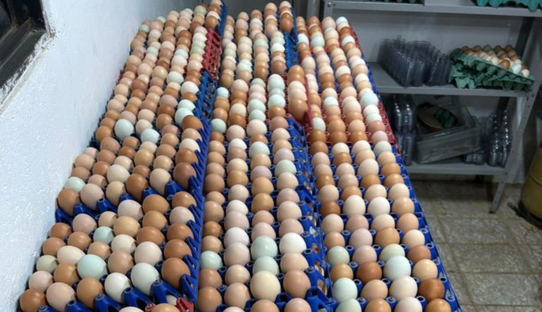 Ratos são flagrados em meio a mil ovos que seriam vendidos no Lago Sul