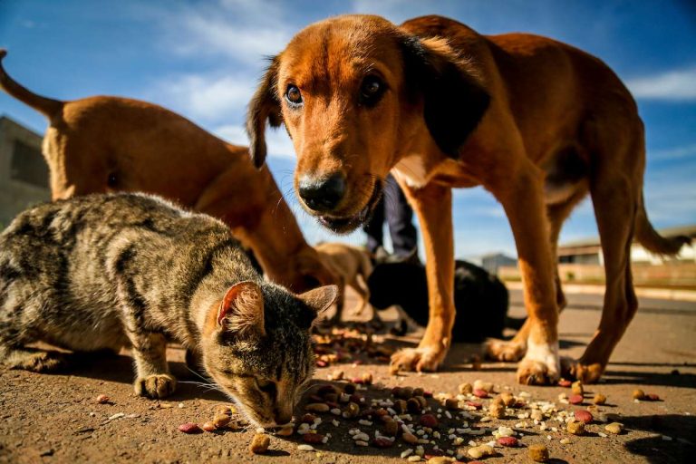 Castração de cães e gatos: DF abre 1,8 mil vagas na próxima semana