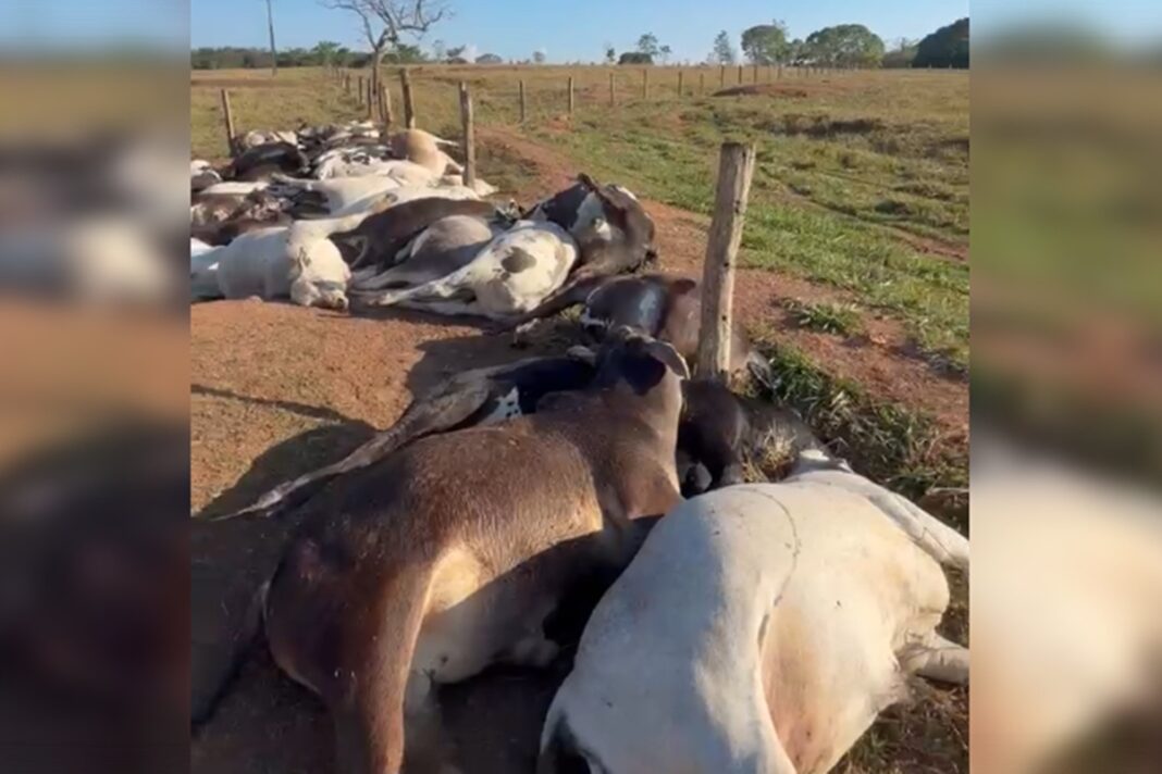 fazendeiro-tem-prejuizo-de-r$-223-mil-apos-62-bois-morrerem-eletrocutados