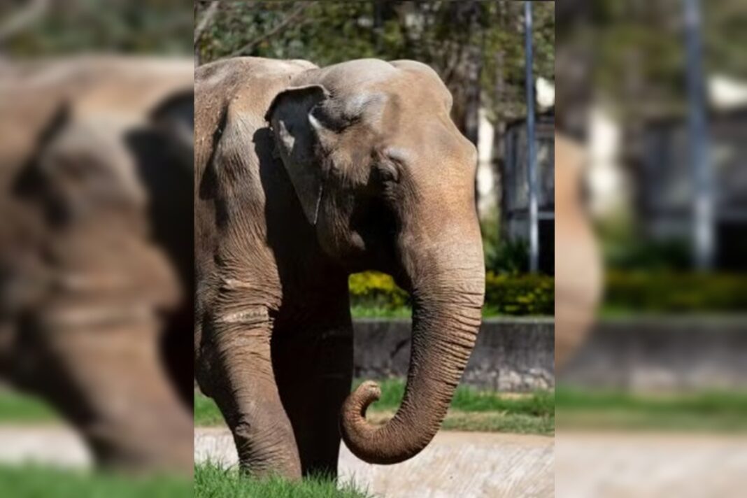 maus-tratos:-elefante-sandro-e-transferido-para-santuario-em-mato-grosso