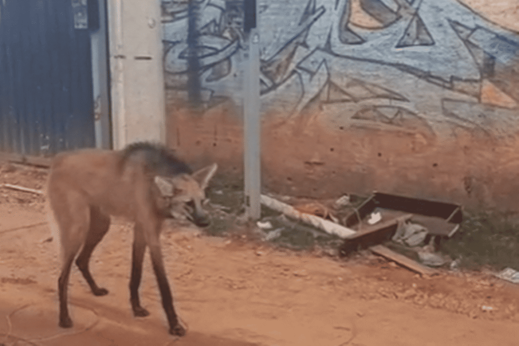 lobo-guara-e-resgatado-passeando-perto-de-igreja-na-estrutural