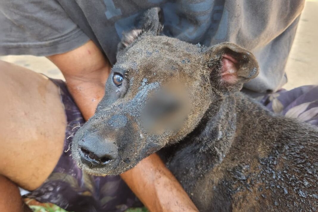 por-vinganca,-mulher-ateia-fogo-em-barraco-com-cachorro-dentro-no-df