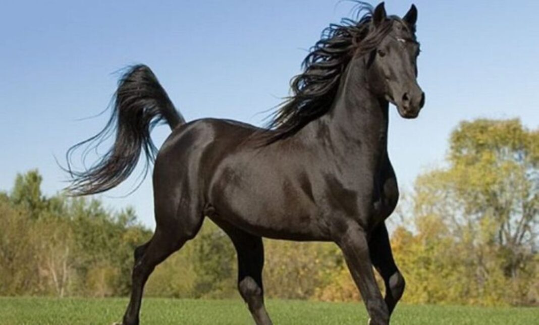 cavalos-de-luxo-e-shows-de-forro-usados-para-lavar-r$-150-milhoes-do-crime