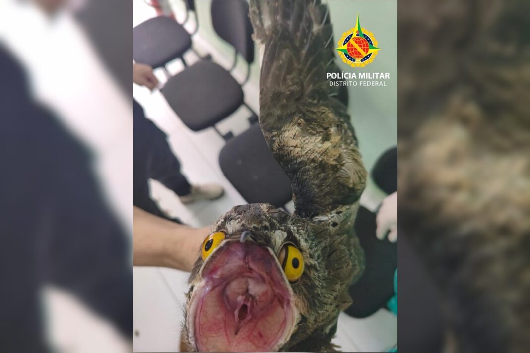 “ave-fantasma-da-amazonia”-e-resgatada-ferida-dentro-de-apartamento-no-df