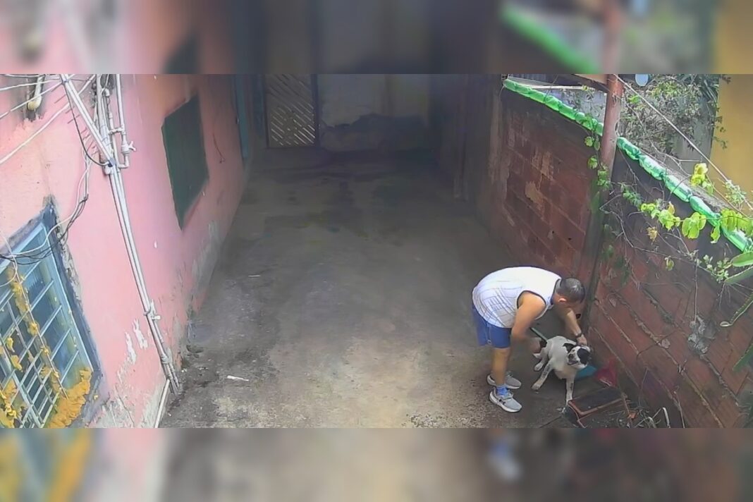 dono-torturava-cachorro-jogando-agua-e-aplicando-choques-com-taser