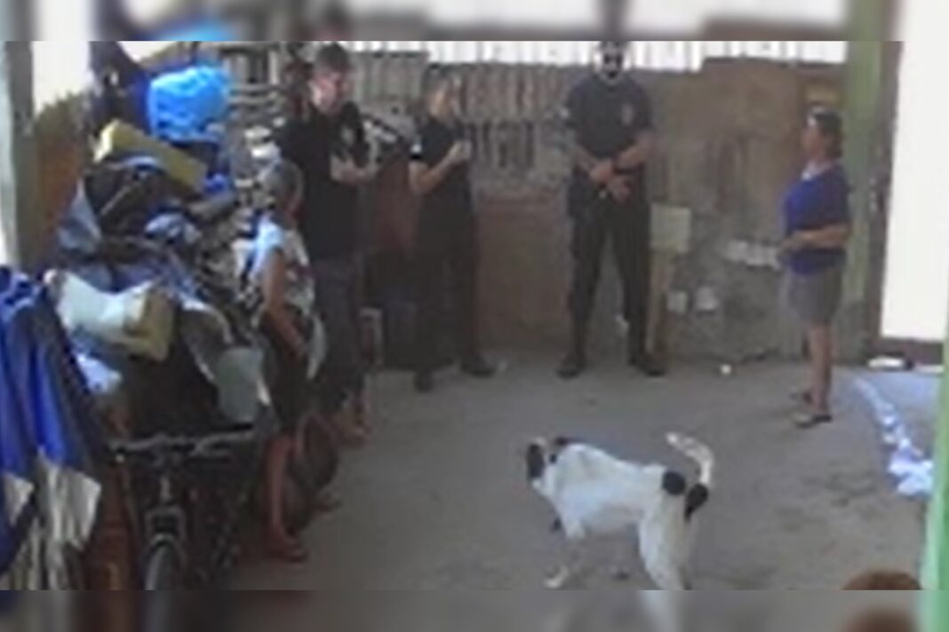 cachorro-que-foi-torturado-com-taser-e-resgatado-pela-pcdf-na-vila-planalto