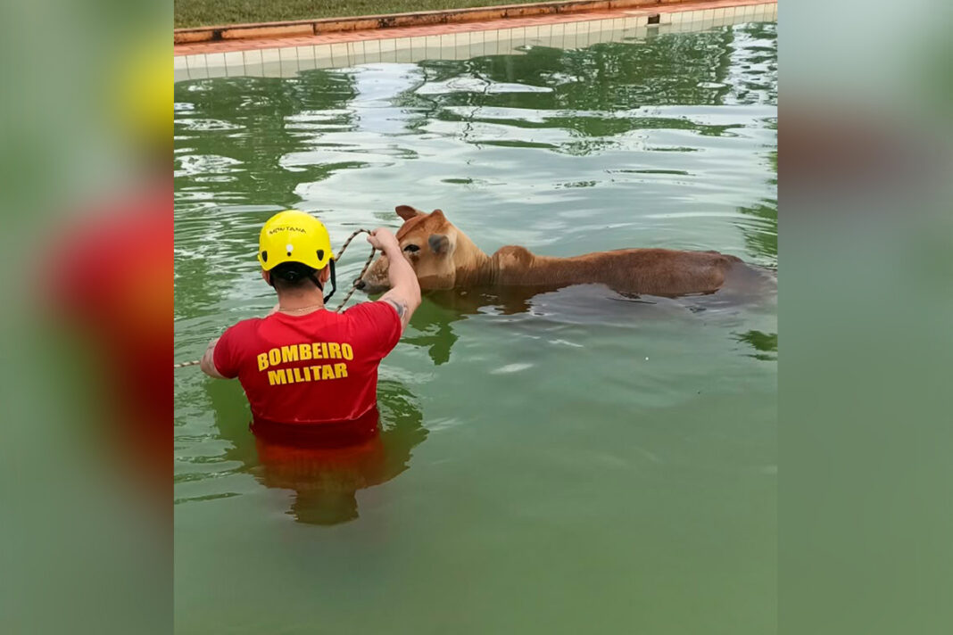 “bois-nadadores”-de-500-kg-caem-em-piscina-e-sao-resgatados-pelos-bombeiros