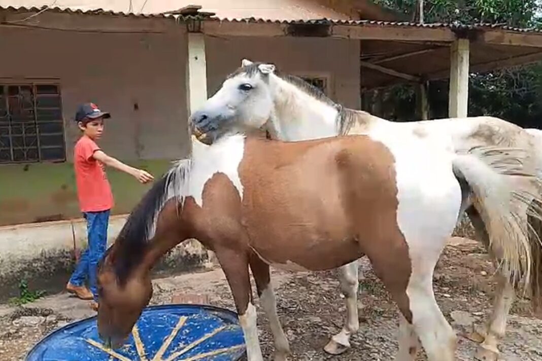 cavalos-sao-furtados-em-chacara-e-familia-pede-ajudar-para-achar-animais