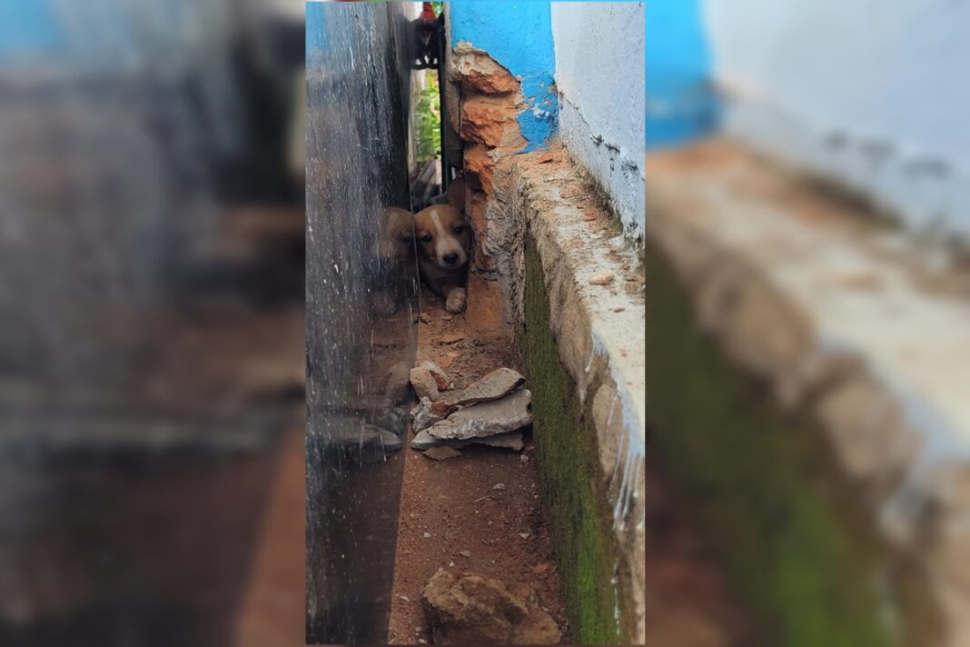 cachorrinho-e-resgatado-apos-ficar-preso-em-tumulo-de-cemiterio-em-go