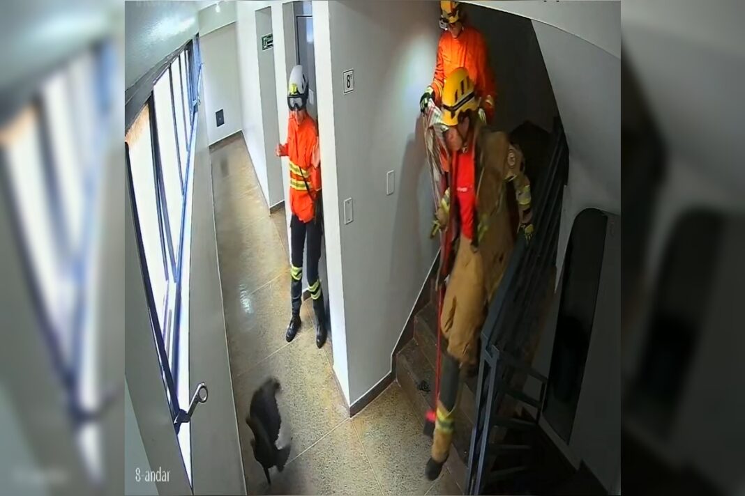 urubu-invade-predio,-da-susto-em-moradores-e-e-resgatado-por-bombeiros